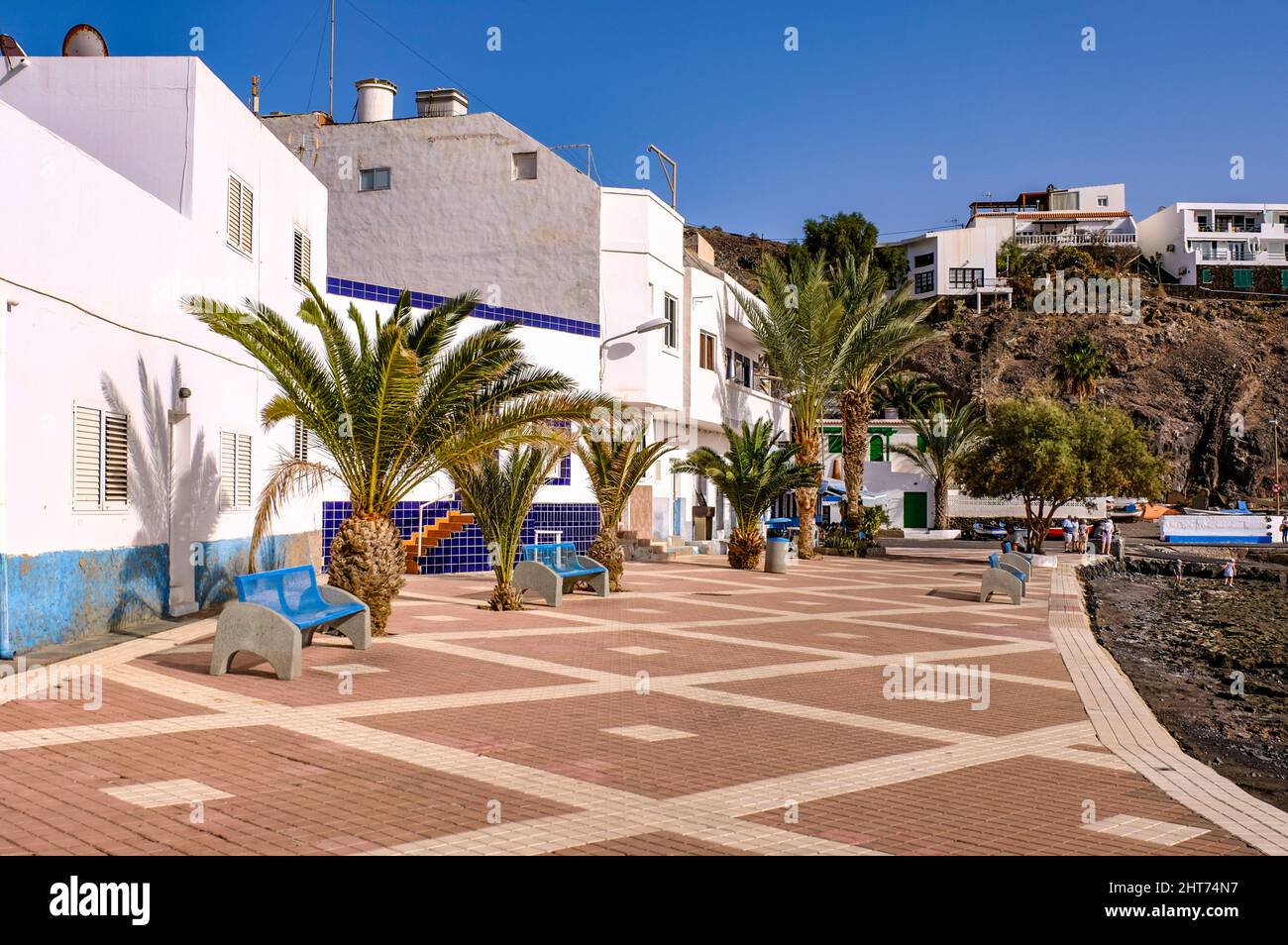 View Of Phoenix Canariensis Canary Island Date Palms On The Street view-of-phoenix-canariensis-canary-island-date-palms-on-the-street