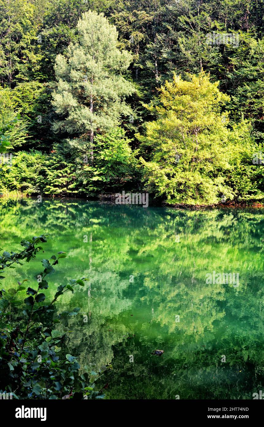 Vertical shot of green trees reflecting in a lake Stock Photo - Alamy