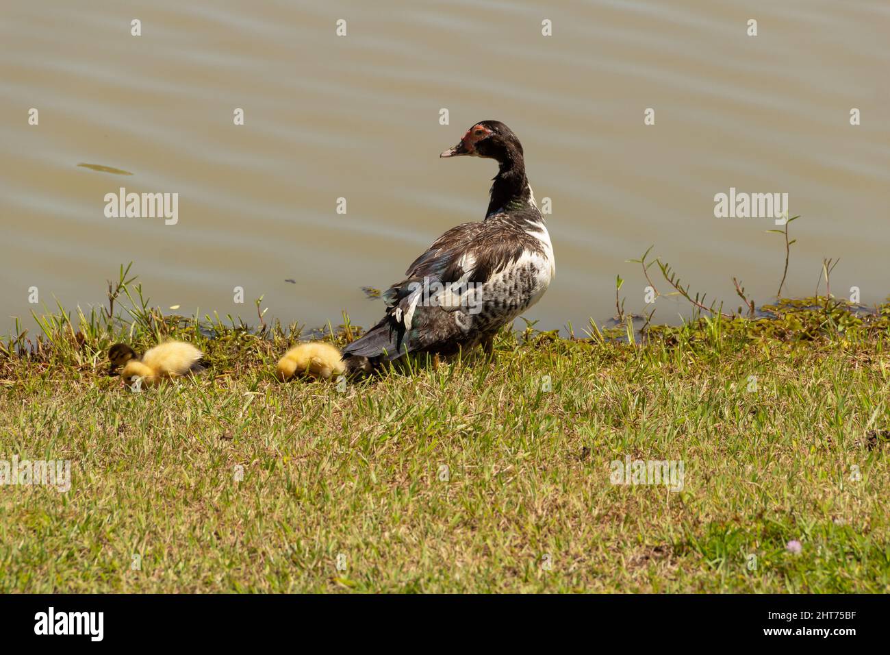 Goiânia, Goias, Brazil – February 26, 2022: A duck with her three cute babies by a lake. Stock Photo