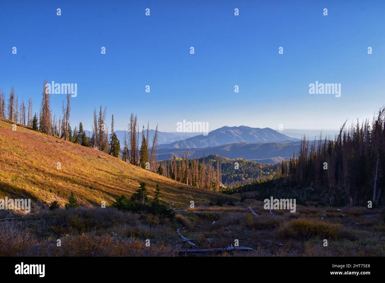 Mount Nebo Wilderness Peak, Views of hiking trail with peak of 11,933