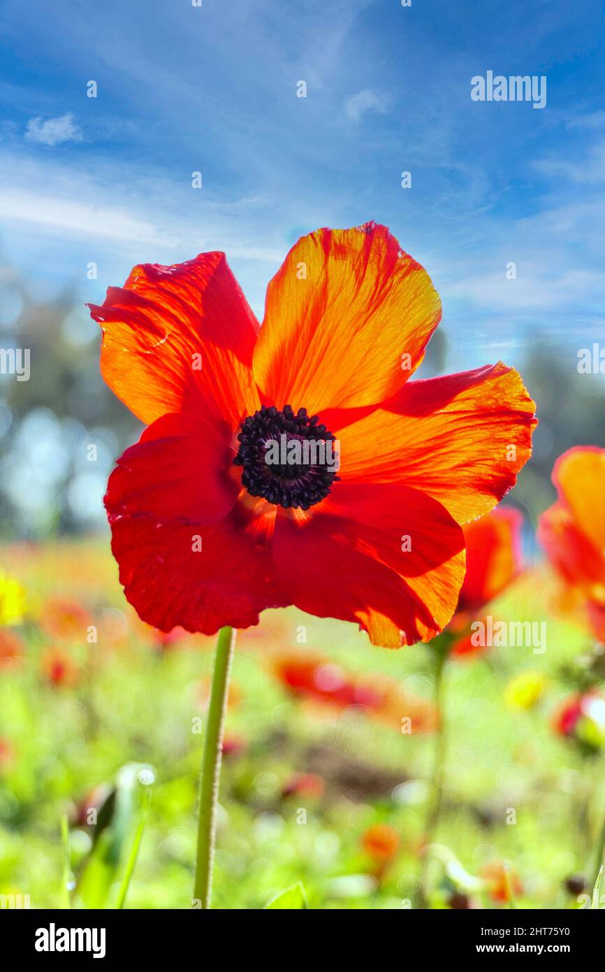 Red anemone flowers closeup in spring. Desert of the Negev. Israel Stock Photo