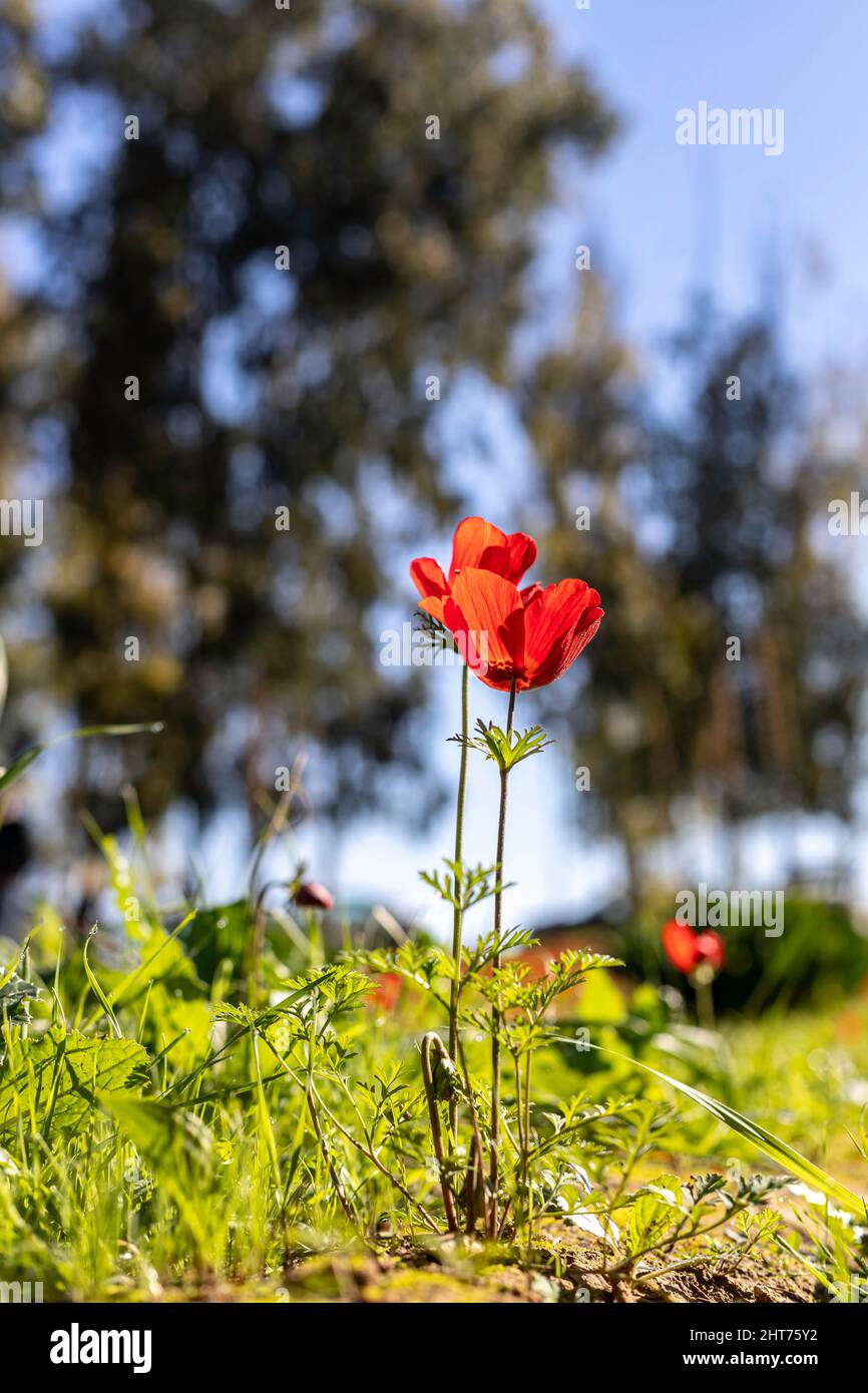 Red anemone flowers closeup in spring. Desert of the Negev. Israel Stock Photo