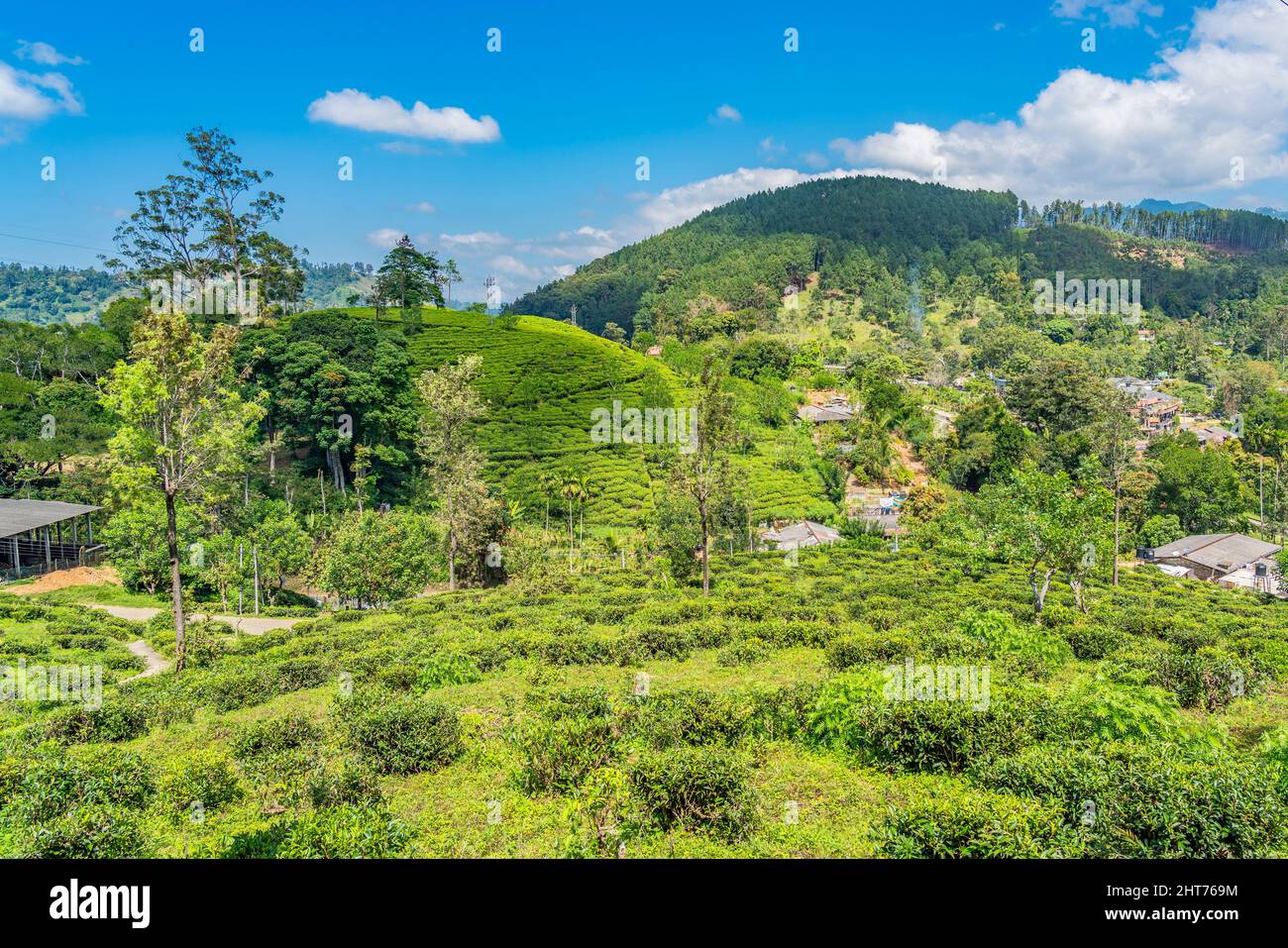 Ella gap, the view of mountains around Ella with tea plantation, Sri