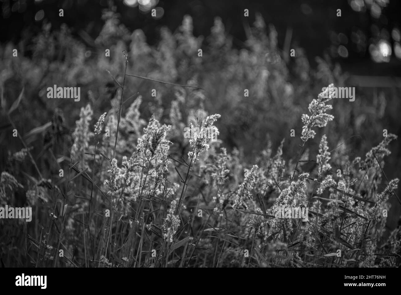 Golden lakeside sunrise Black and White Stock Photos & Images - Alamy