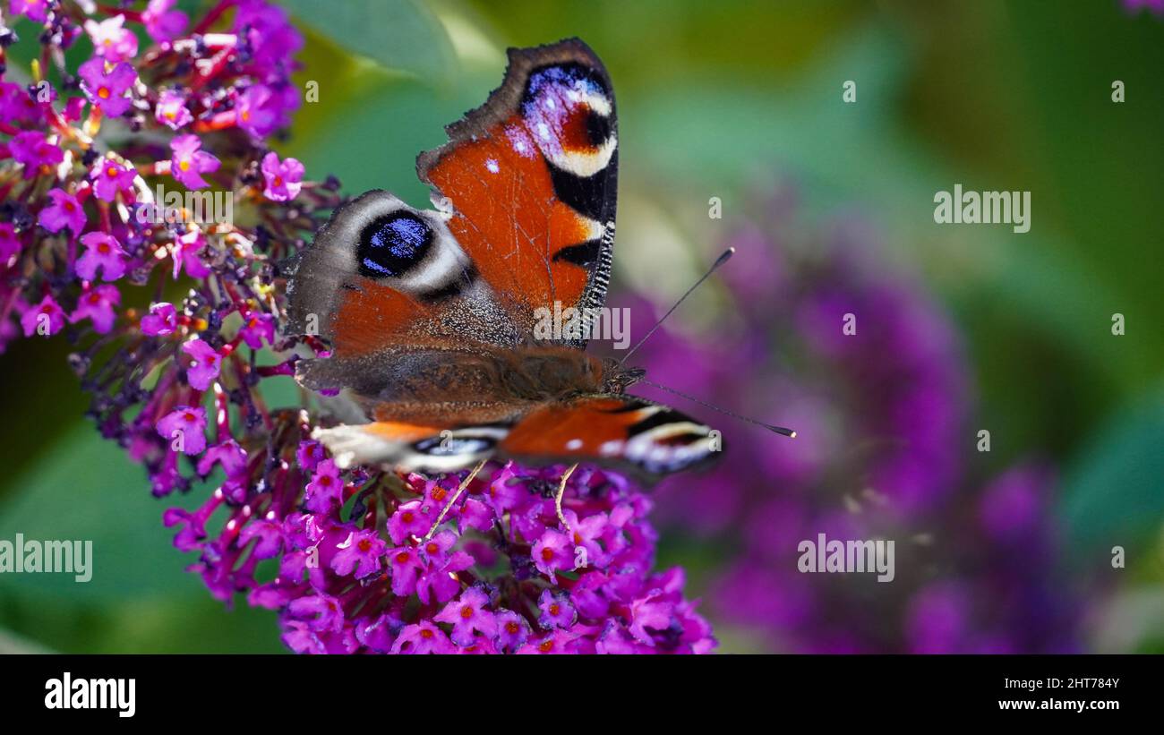 Peacock butterfly on butterfly bush Stock Photo