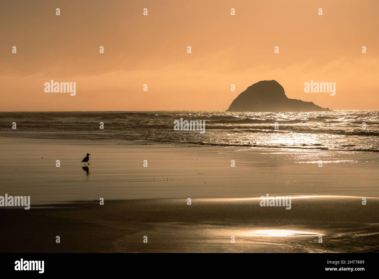 Large off-shore rock and seagull silhouetted against late afternoon warm sky.  Photographed at Trinidad State Beach in Trinidad California, USA. Stock Photo
