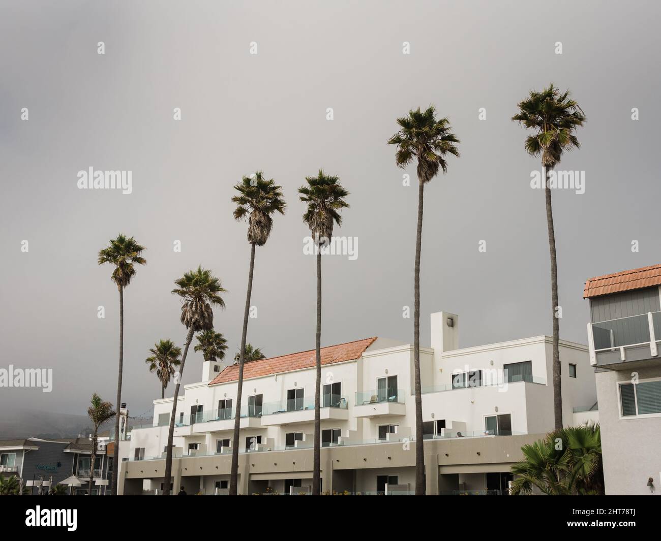 Palm trees in Pismo Beach, California Stock Photo Alamy