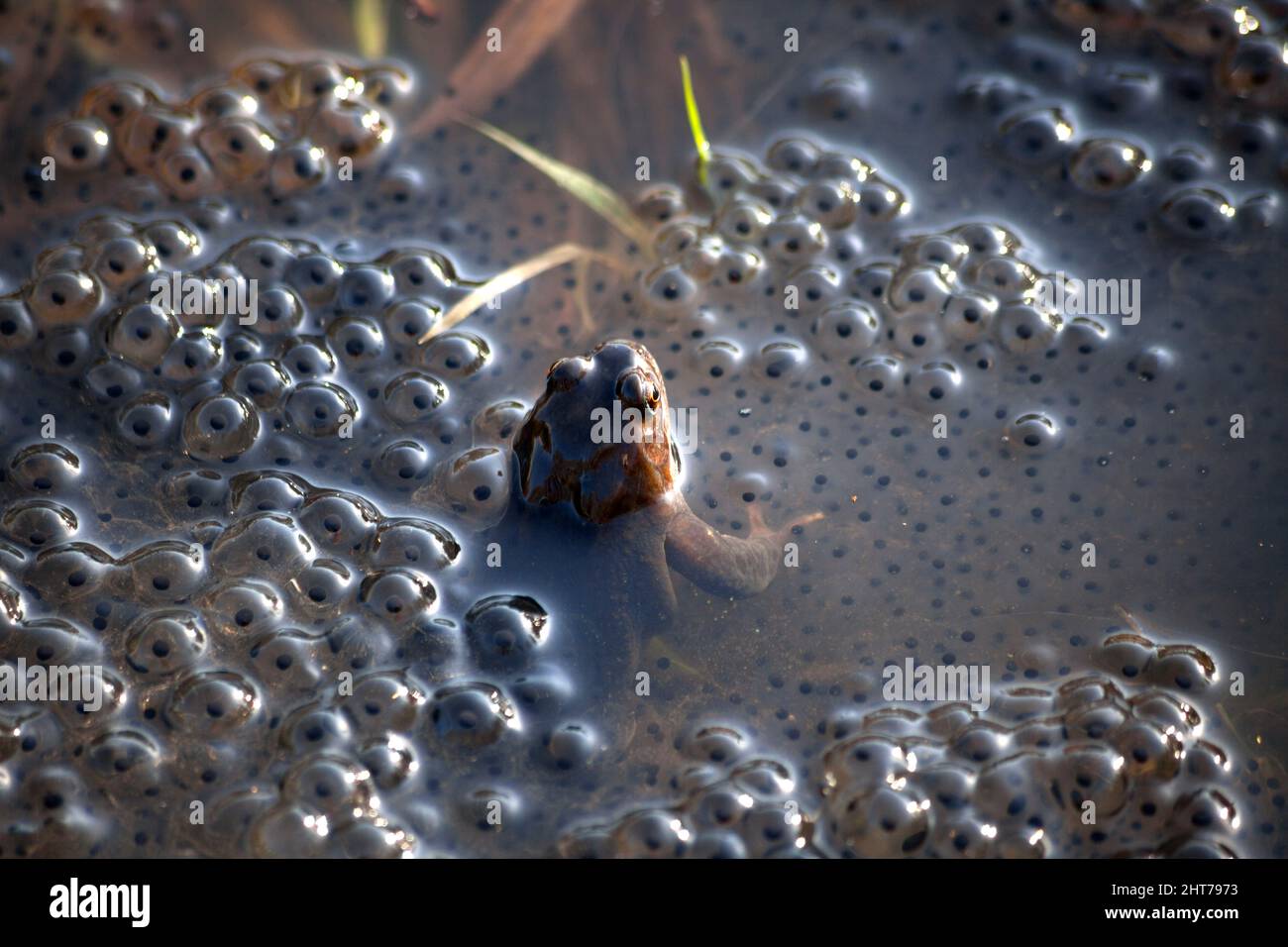 Common frog - Rana temporaria amidst frogspawn Stock Photo