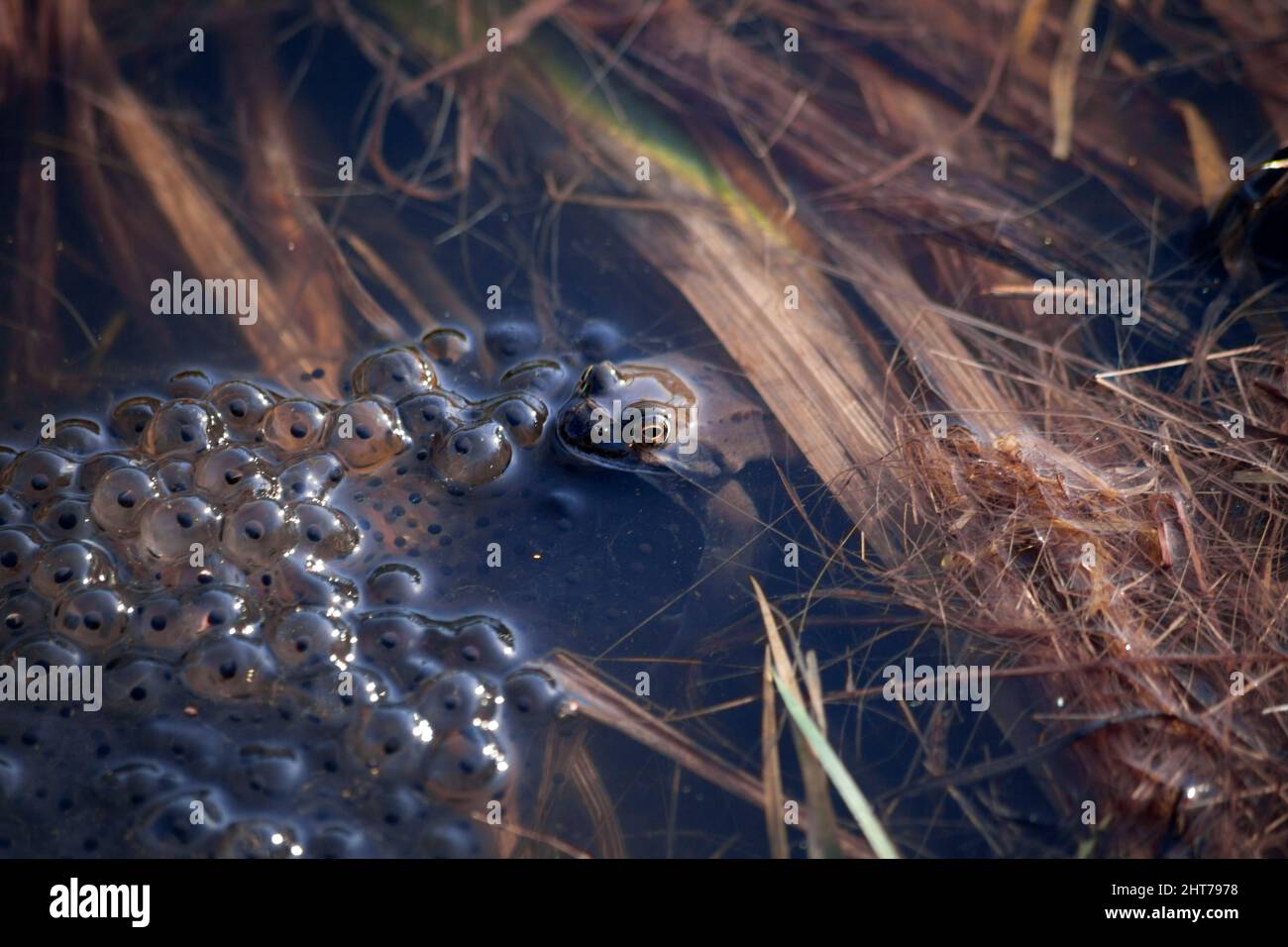 Common frog - Rana temporaria amidst frogspawn Stock Photo