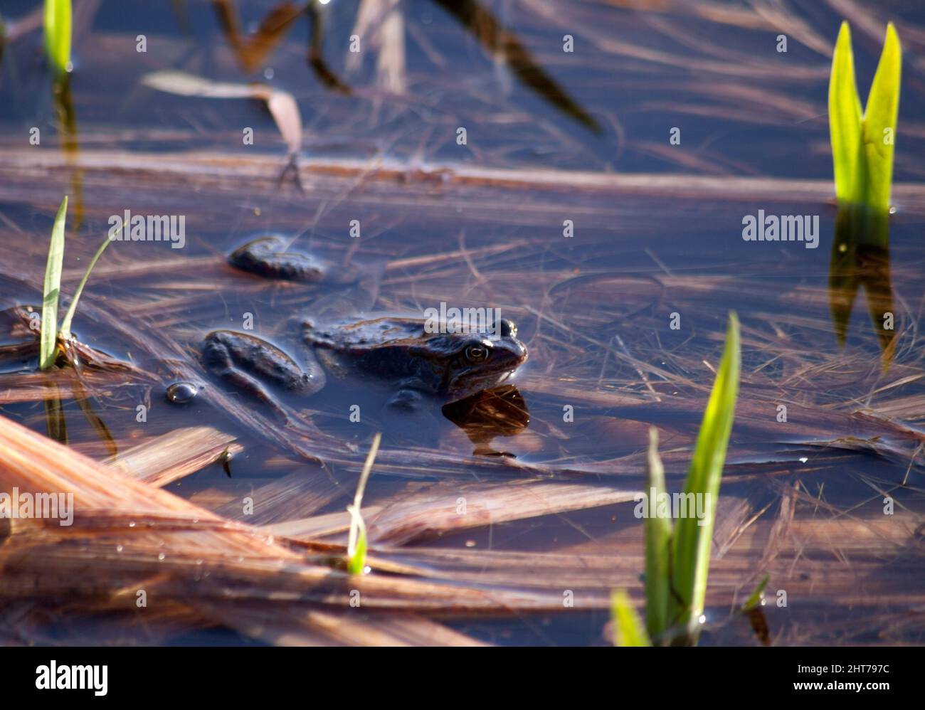 Common frog - Rana temporaria amidst reeds Stock Photo