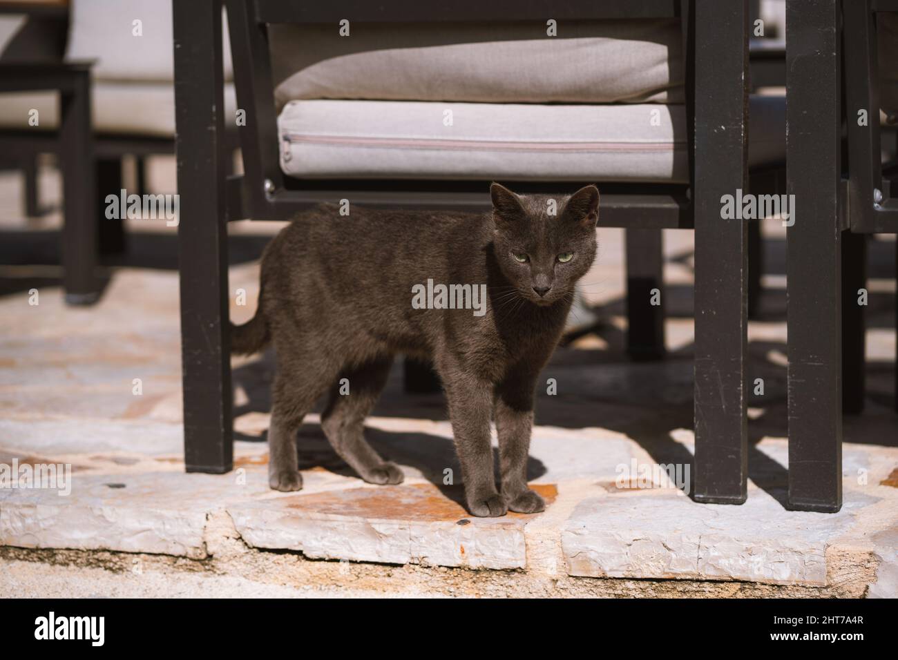 Black cat standing next to a wooden chair and looking at the camera ...