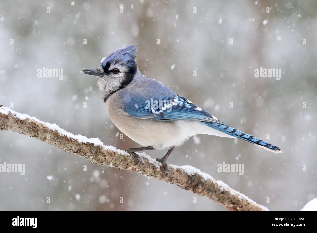 A blue jay Cyanocitta cristata perching on a branch in a winter snowstorm Stock Photo