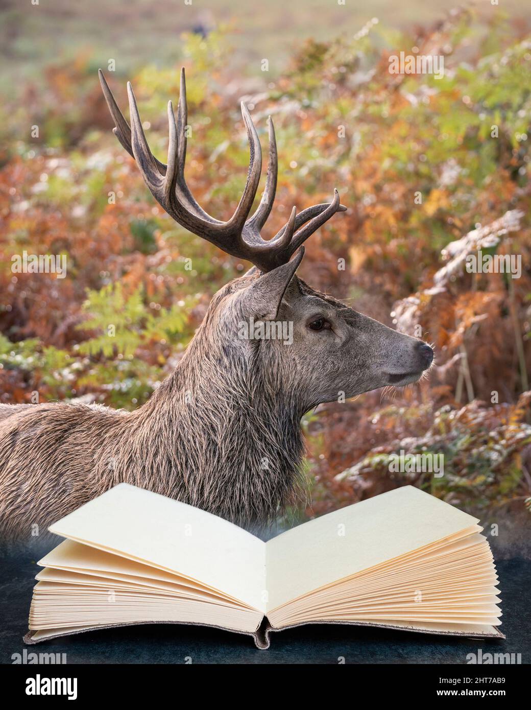 Digital composite image of Beautiful image of red deer stag in colorful Autumn Fall landscape forest coming out of pages in reading book Stock Photo