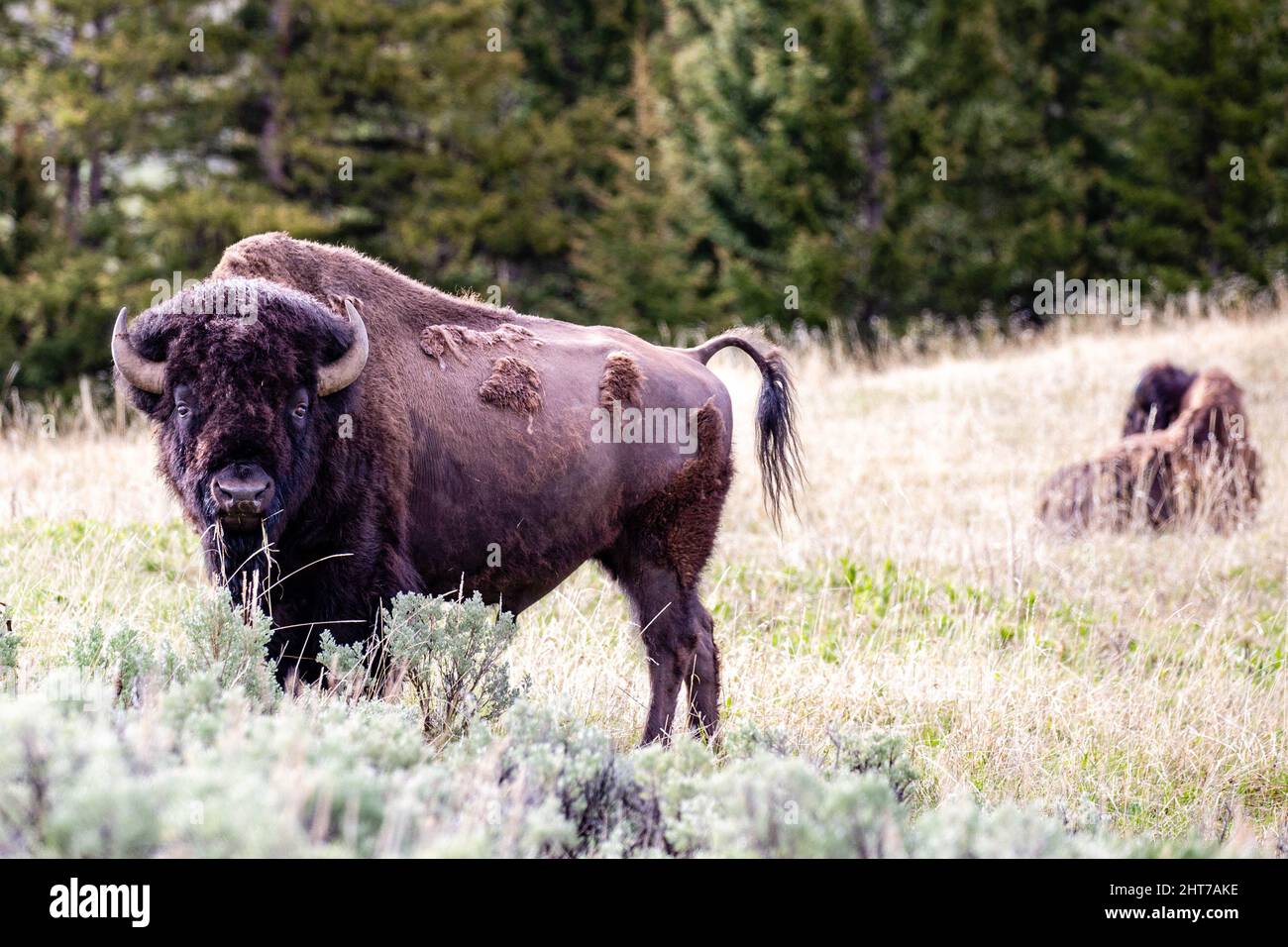 Bison (Bison bison) looking and feeding in Lamar Valley at Yellowstone National Park in May