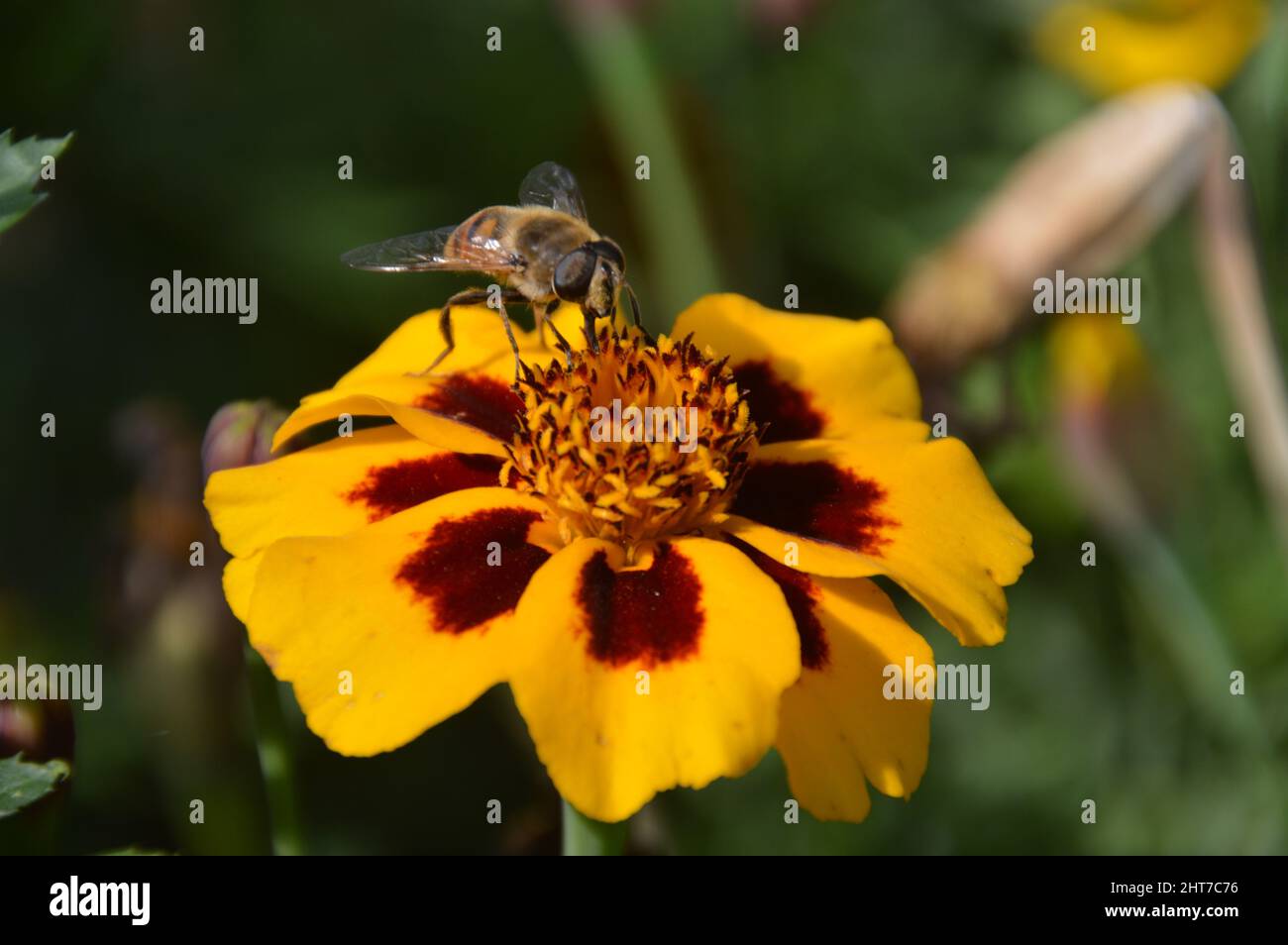 Beautiful shot tagetes erecta hi-res stock photography and images - Alamy