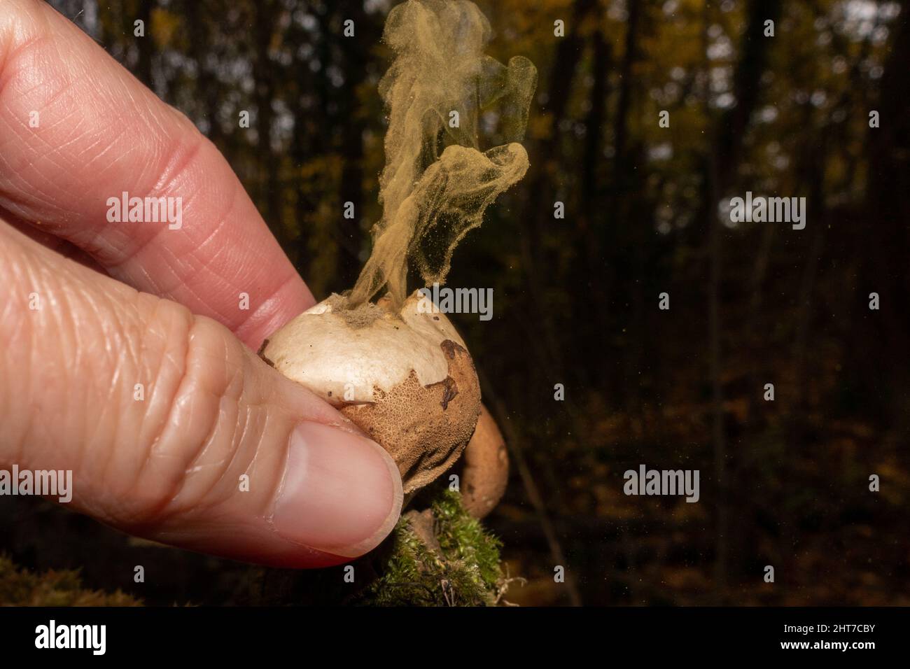 Person squeezing common puffball to release spores (also known as the devil's snuffbox) on a still autumn day in the woods. Stock Photo