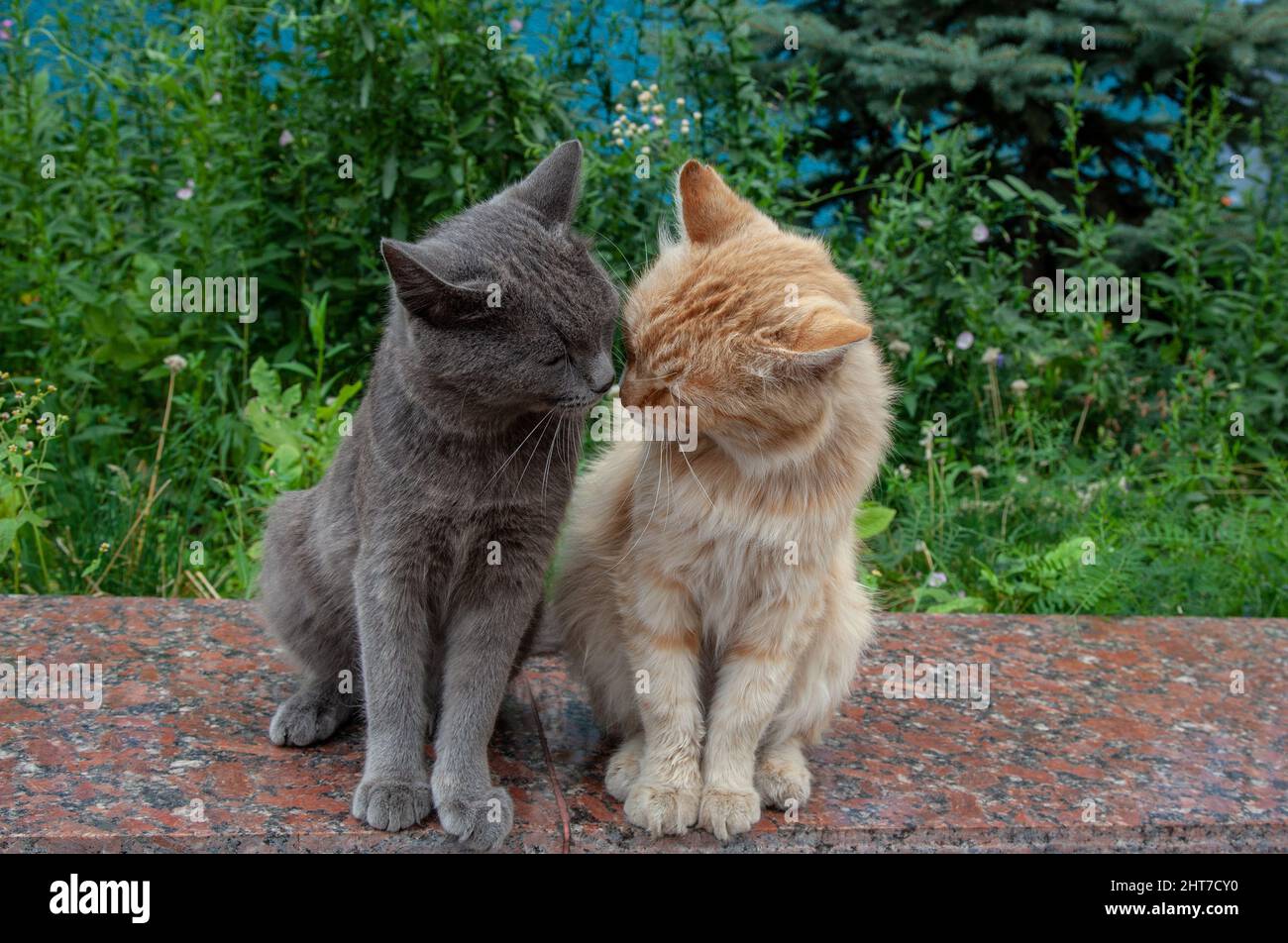Closeup of Two stray cats sitting on the parapet Stock Photo Alamy
