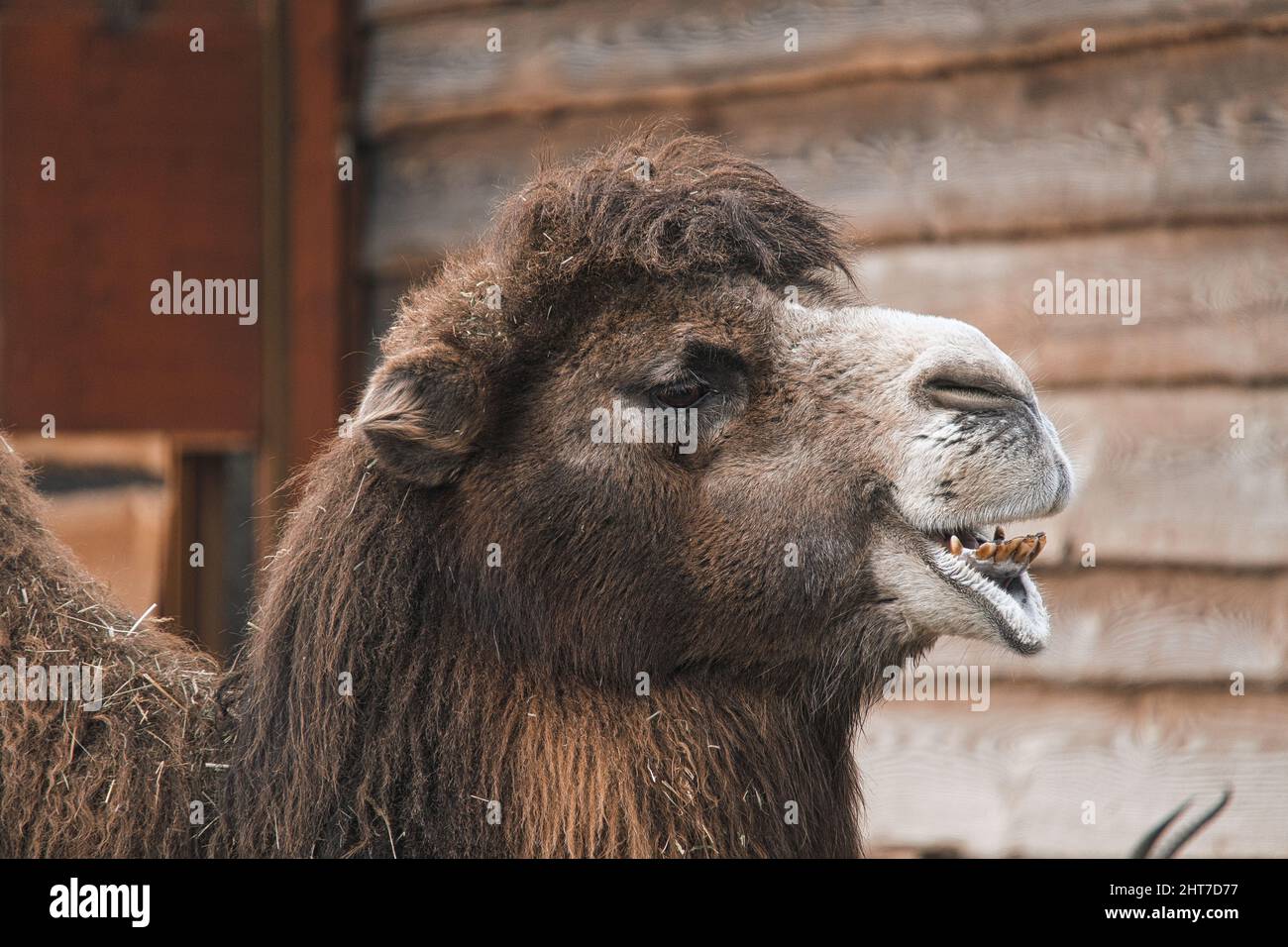 DROMEDAR P ENGELSK visual data 7