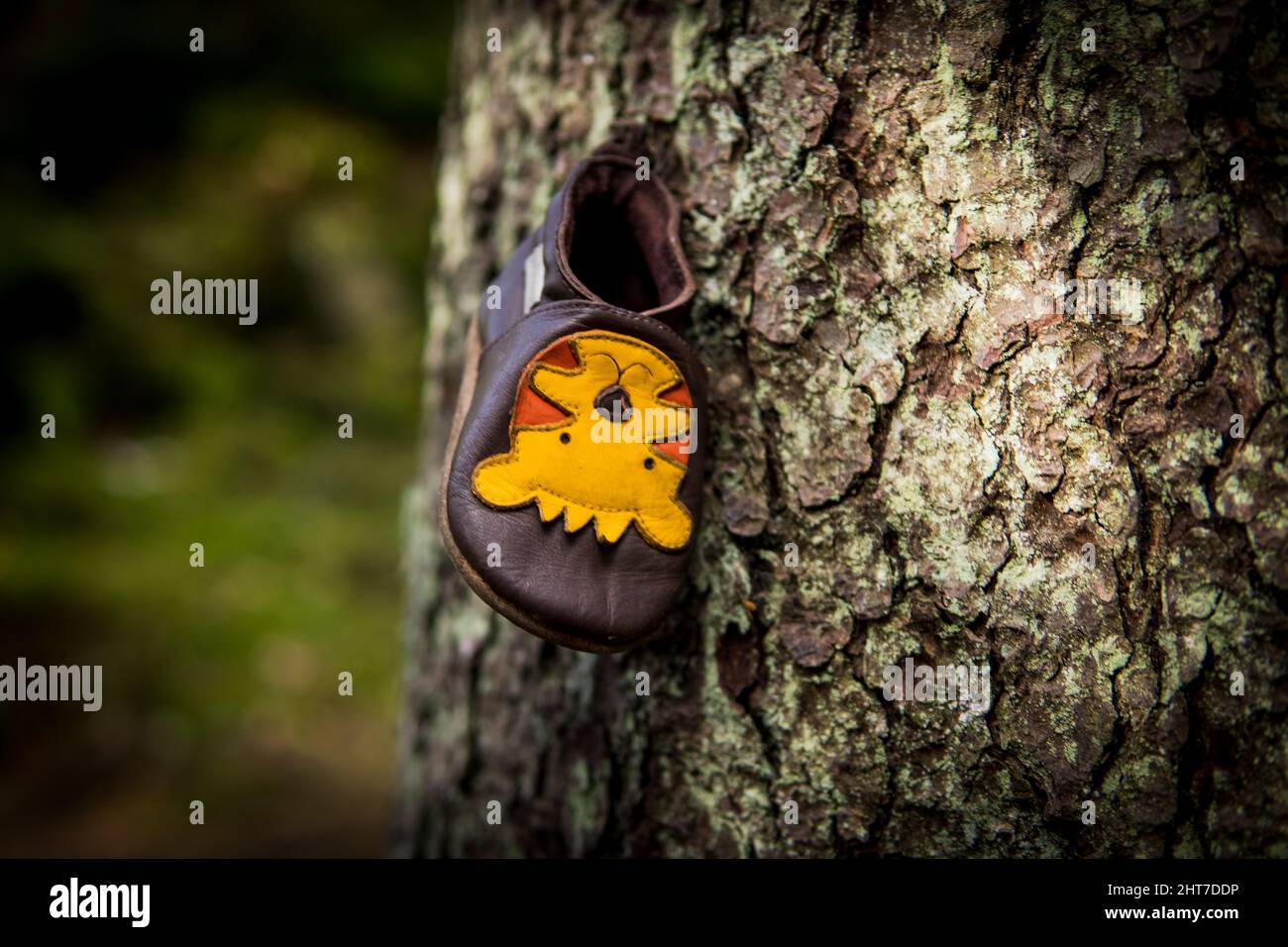 Shoe of a baby with tiger print hanging on a tree in the forest Stock Photo