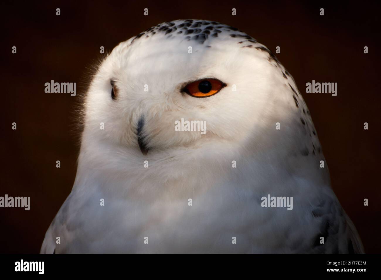 Close-up of a white female Snowy owl (Nyctea scandiaca) Stock Photo
