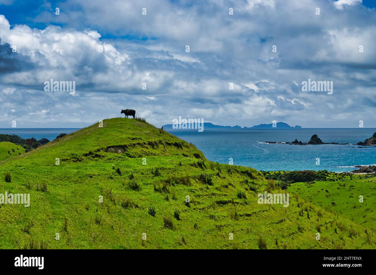 Cow on a hilltop on the  tip of Mimiwhangata Peninsula, on the east coast of North Island, New Zealand. Green meadow, sea and cloudscape. Stock Photo