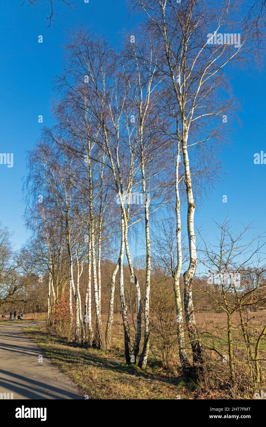 Young birch trees at the wayside, Lueneburg, Lower Saxony, Germany Stock Photo