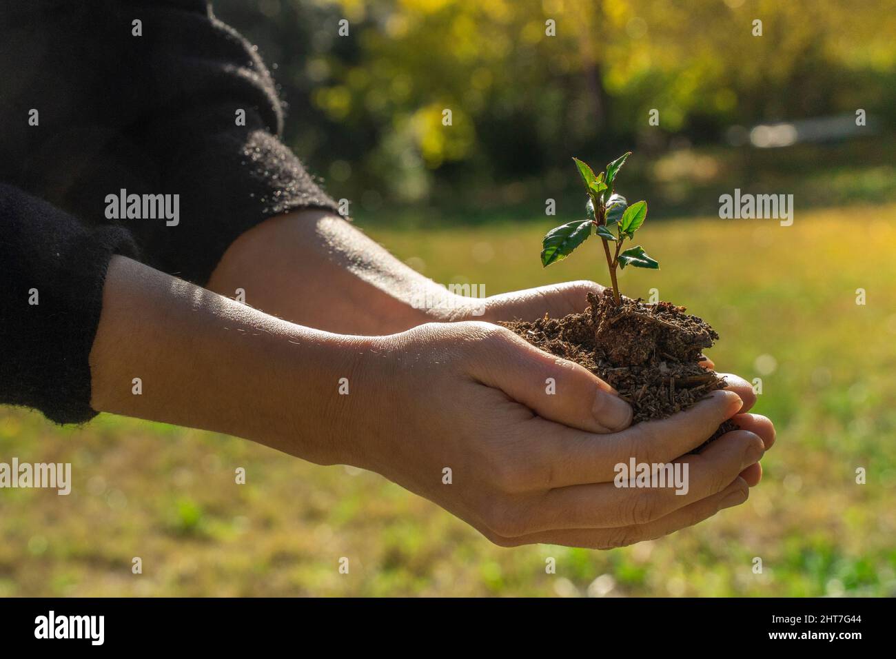 Hands holding young plant on blur nature background with sunlight. Eco ...