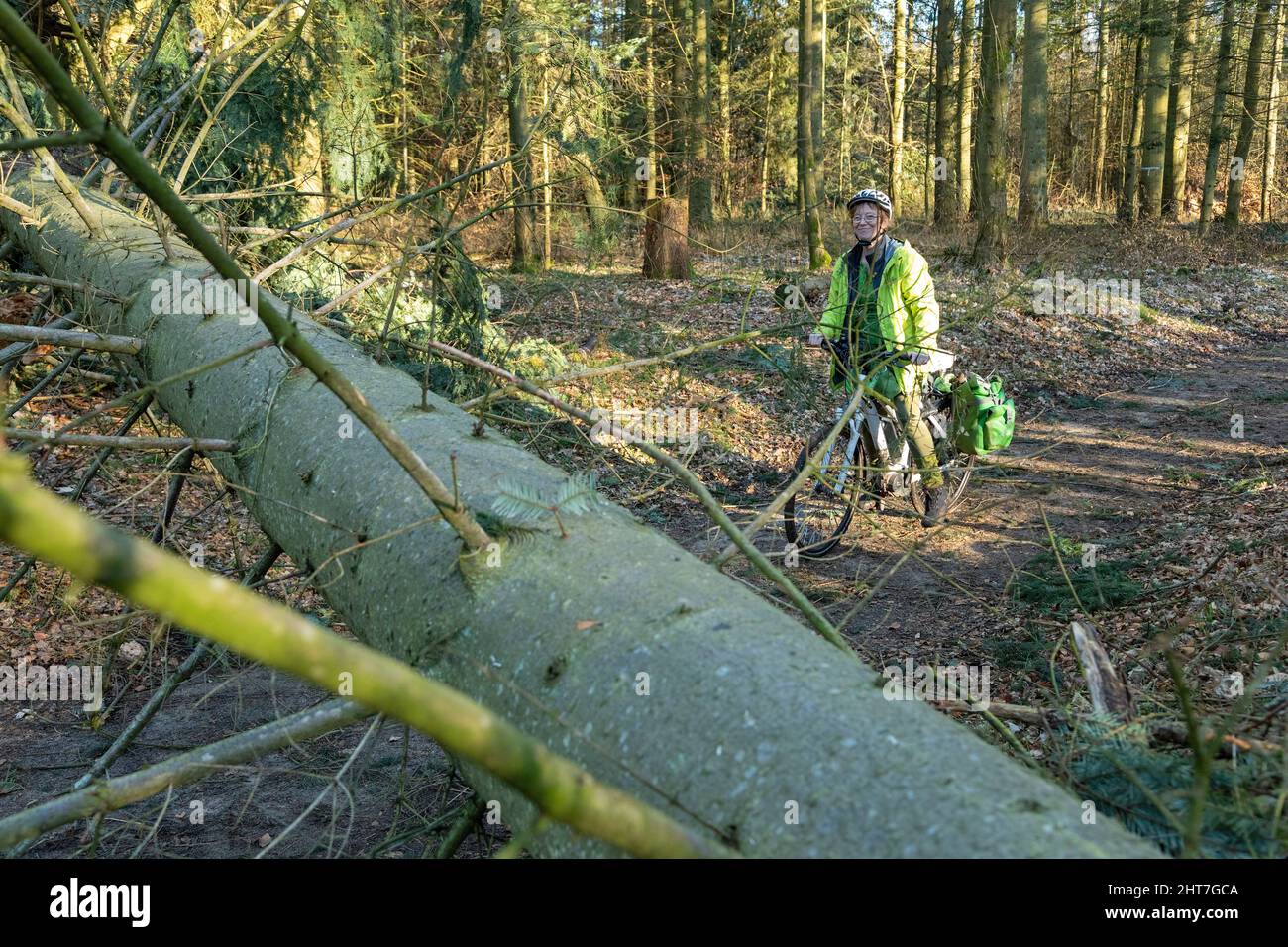Woman over fifty doing cycling tour with her e-bike through forest after storm, tree blocking path, Lueneburg, Lower Saxony, Germany Stock Photo
