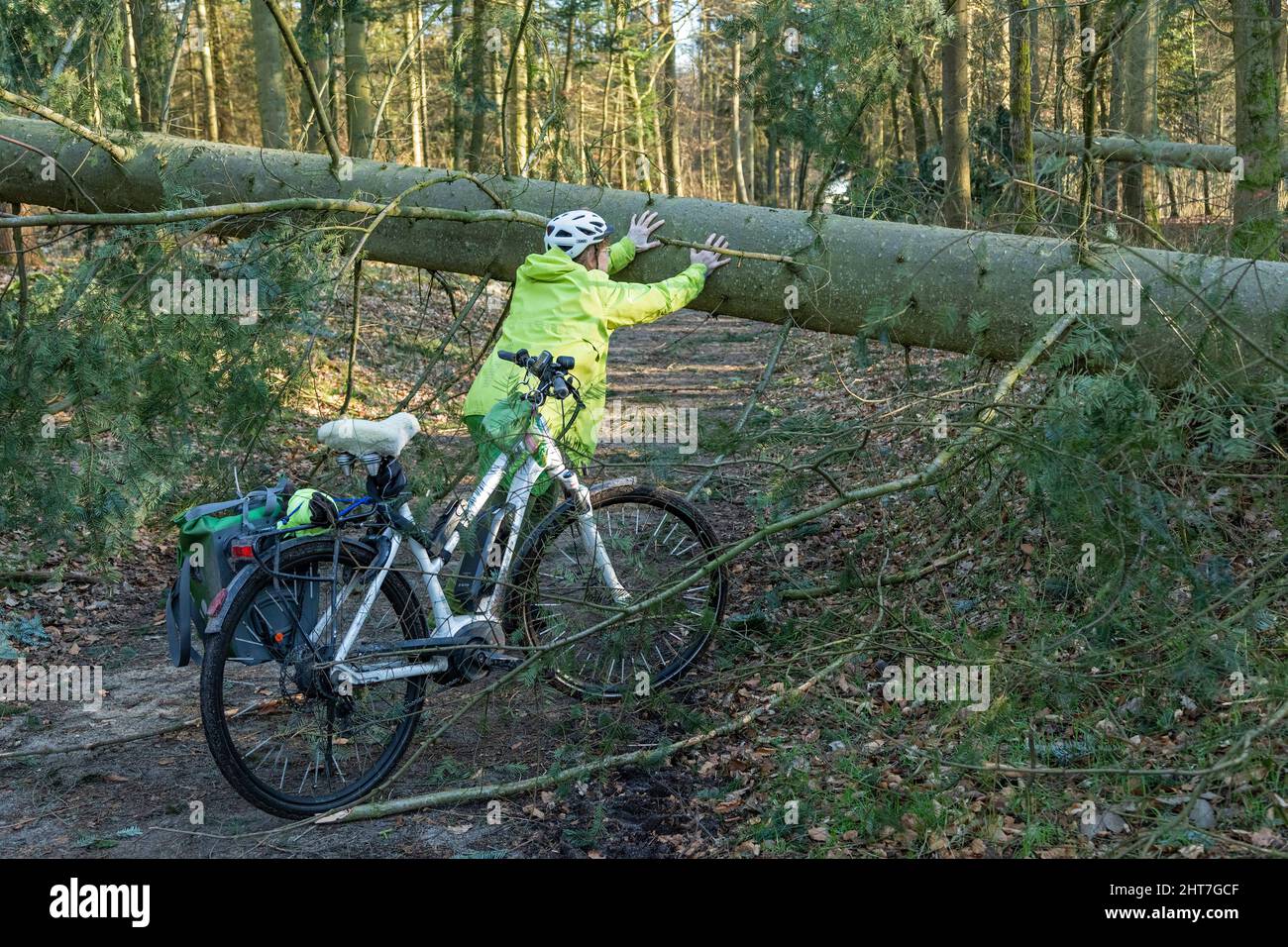 Woman over 50, cycling tour through forest with her e-bike, tree blocking path, hopeless attempt to clear tree away, Lueneburg, Lower Saxony, Germany Stock Photo