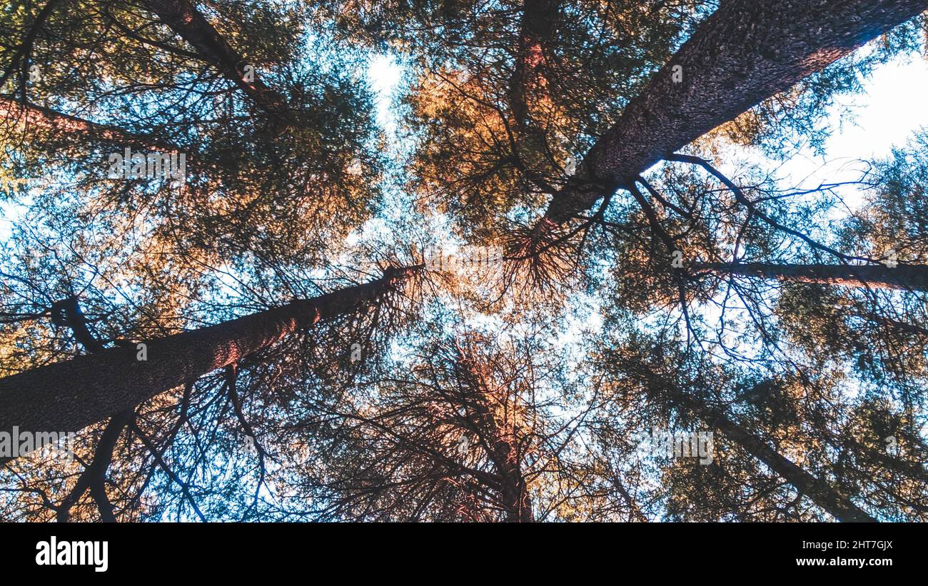 Low angle of tall autumnal trees under a bright sunny day Stock Photo ...