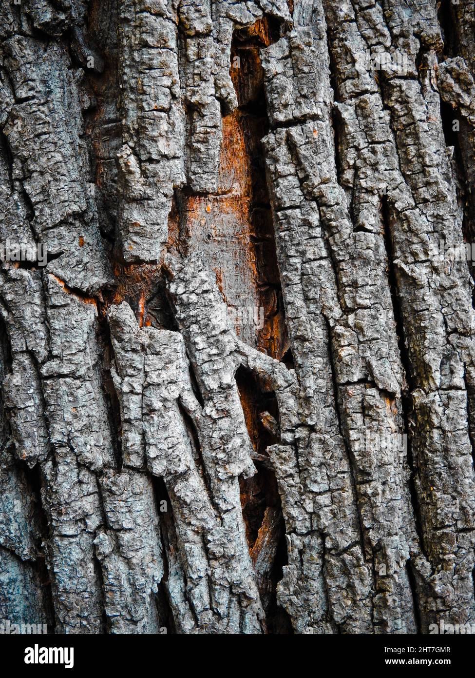 Tree Skin Ripped Damaged skin hi-res stock photography and images - Alamy