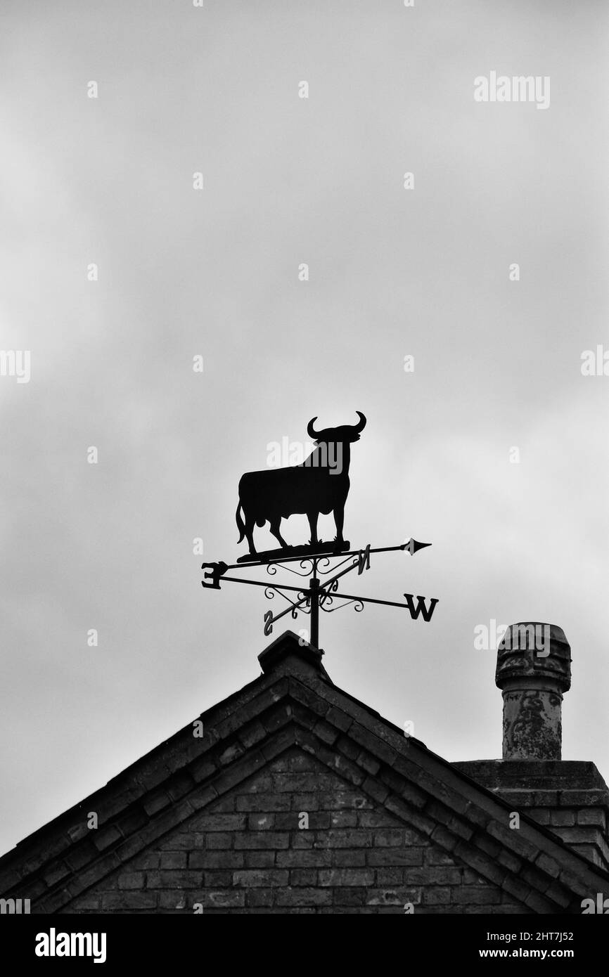 bull weathervane, sufflk, england Stock Photo Alamy