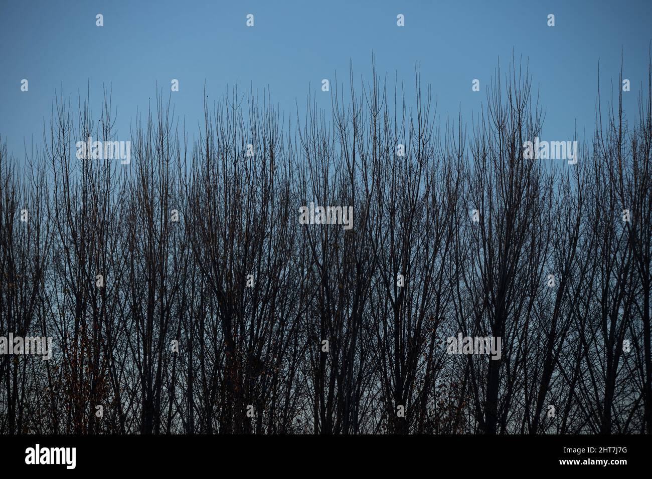 Closeup shot beautiful trees hi-res stock photography and images - Alamy