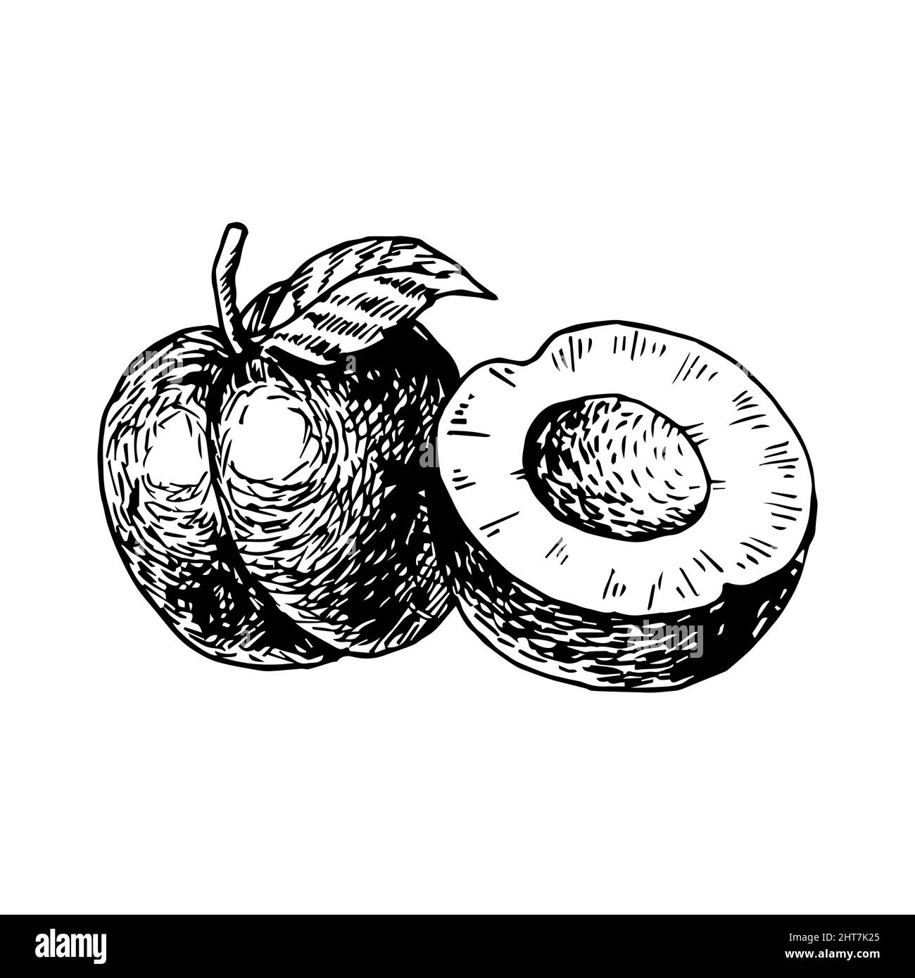 Plum drawing hires stock photography and images Alamy