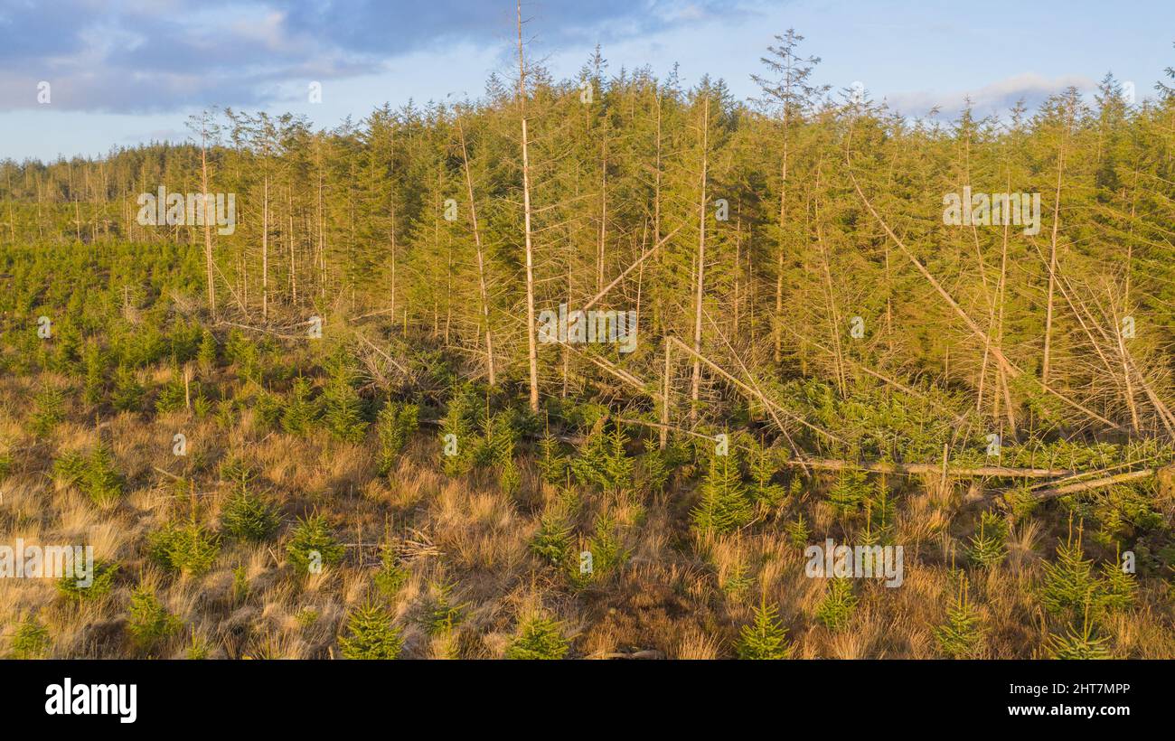Aerial view of replanted  conifer forestry and windblown trees Stock Photo