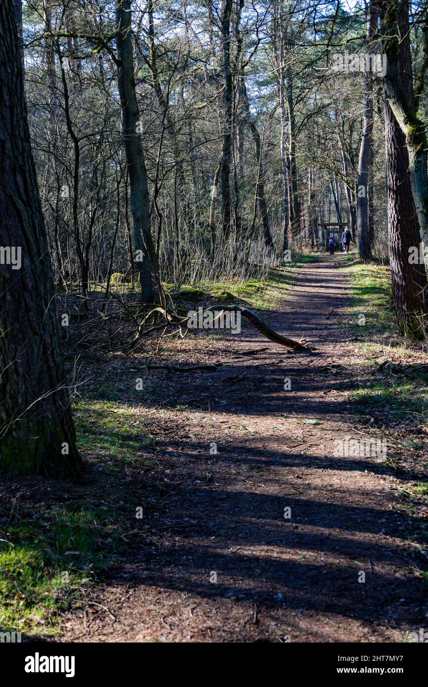 Path in forest Stock Photo