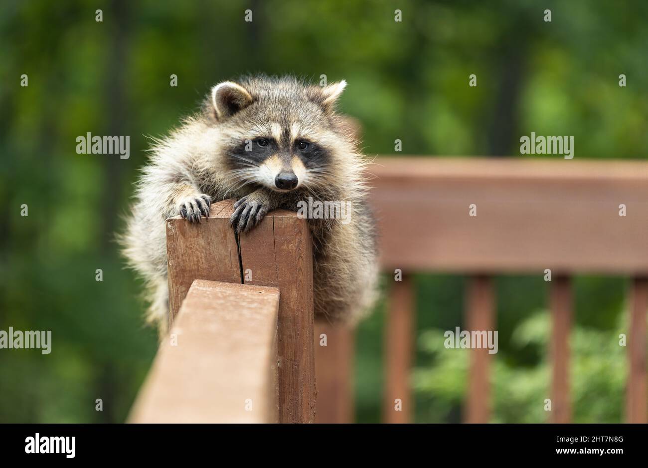Baby raccoon resting on wooden deck railing against a green blurred background. Stock Photo