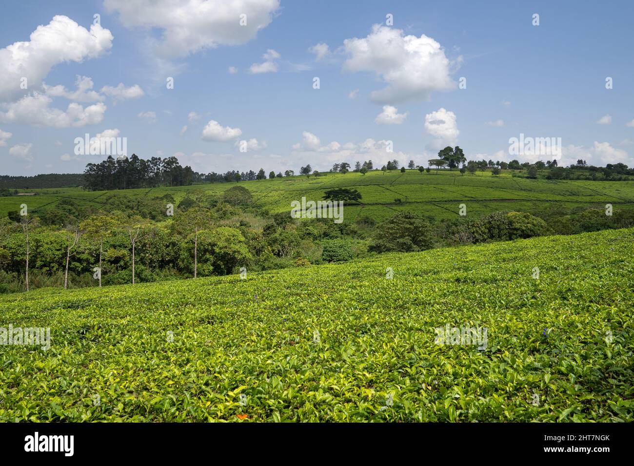 Beautiful shot of green tea fields in Uganda Stock Photo - Alamy