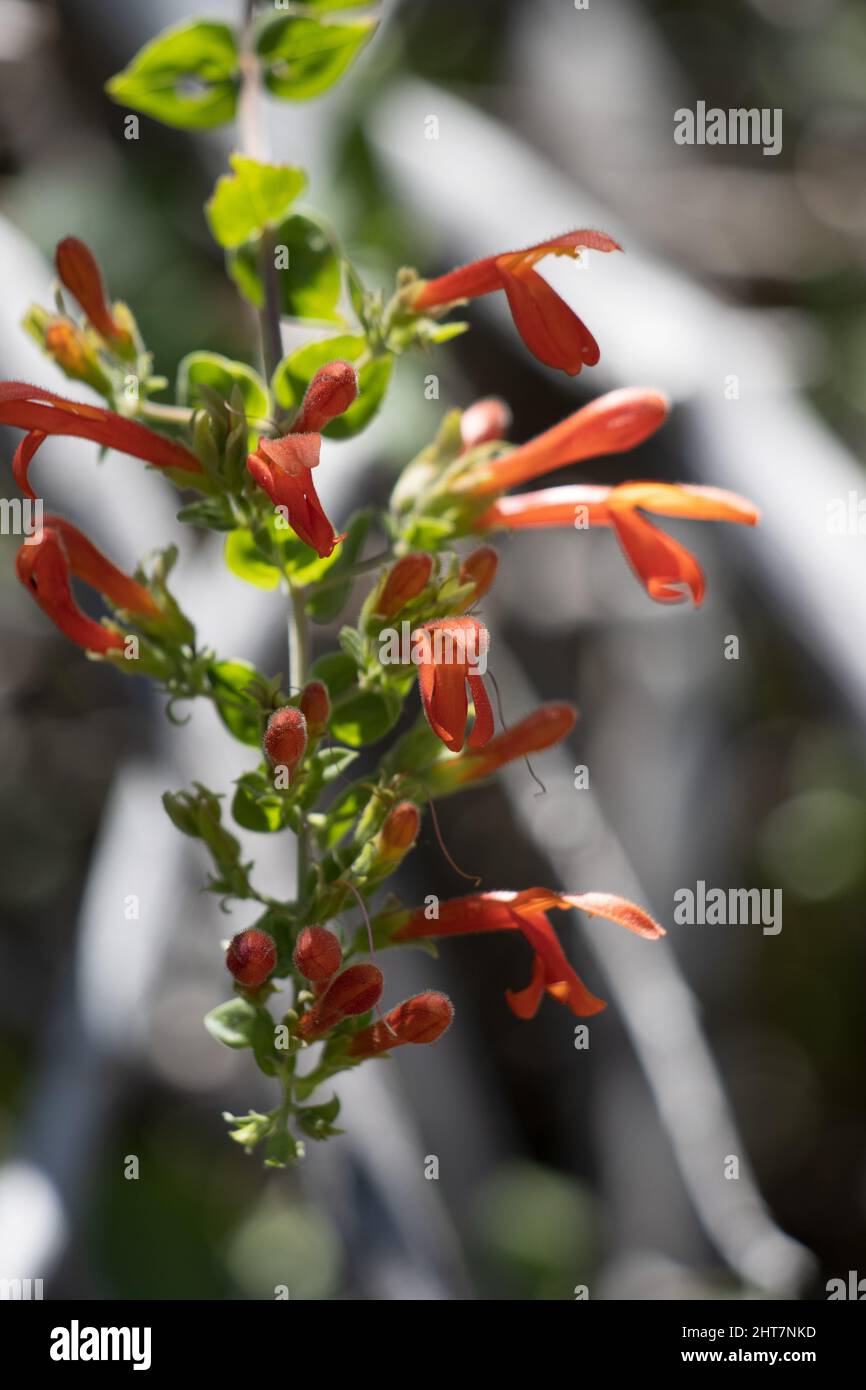 Red flowering racemose panicle inflorescence of Keckiella Cordifolia, Plantaginaceae, native perennial subshrub in the San Gabriel Mountains, Summer. Stock Photo