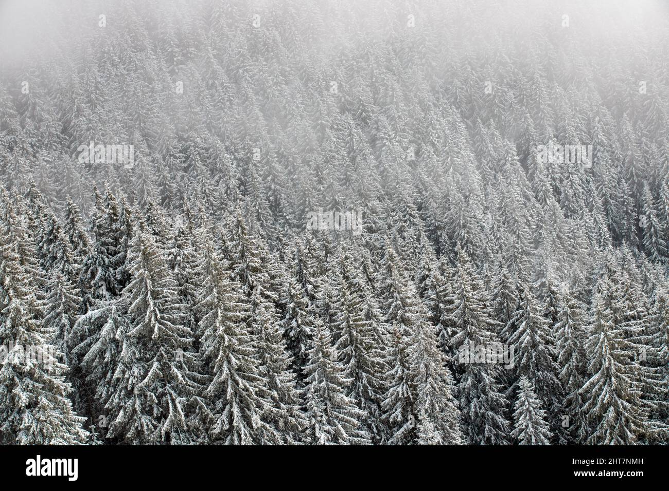 Snow-covered pine forest seen from above in winter Stock Photo - Alamy
