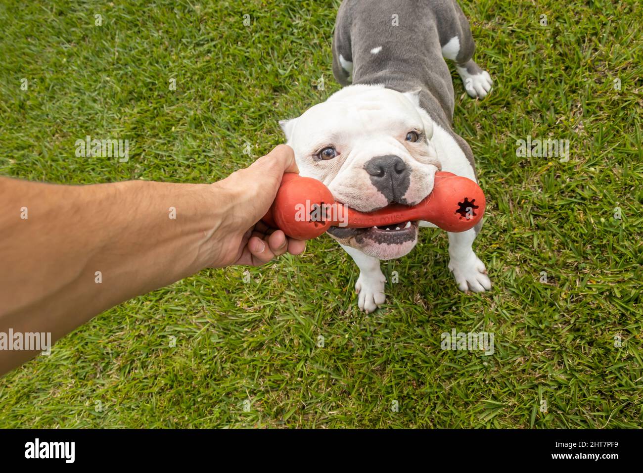 American bully chew outlet toys