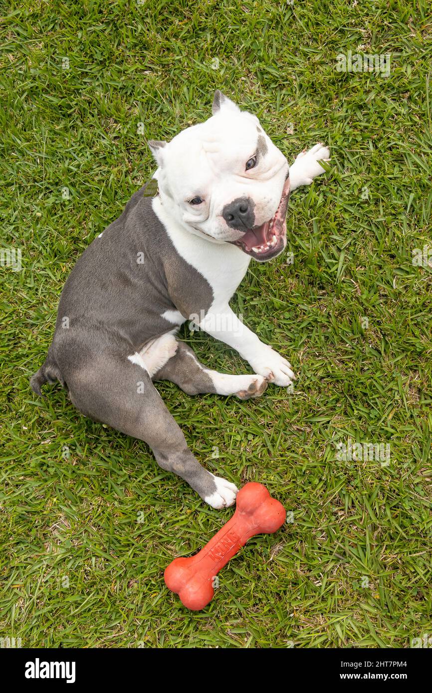 High angle shot of a furious American Bully laying on the grass with a ...
