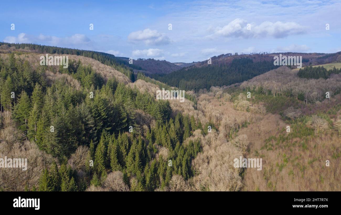 Aerial view of self-seeding non-native conifer along the Nant y Ffin Stock Photo