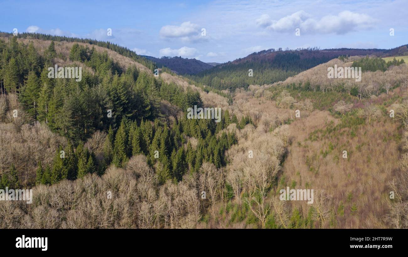 Aerial view of self-seeding non-native conifer along the Nant y Ffin Stock Photo