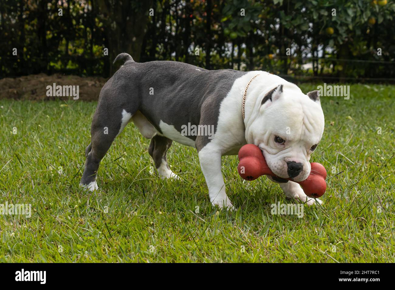 Premium Photo  English bulldog and american bully playing in the meadow..