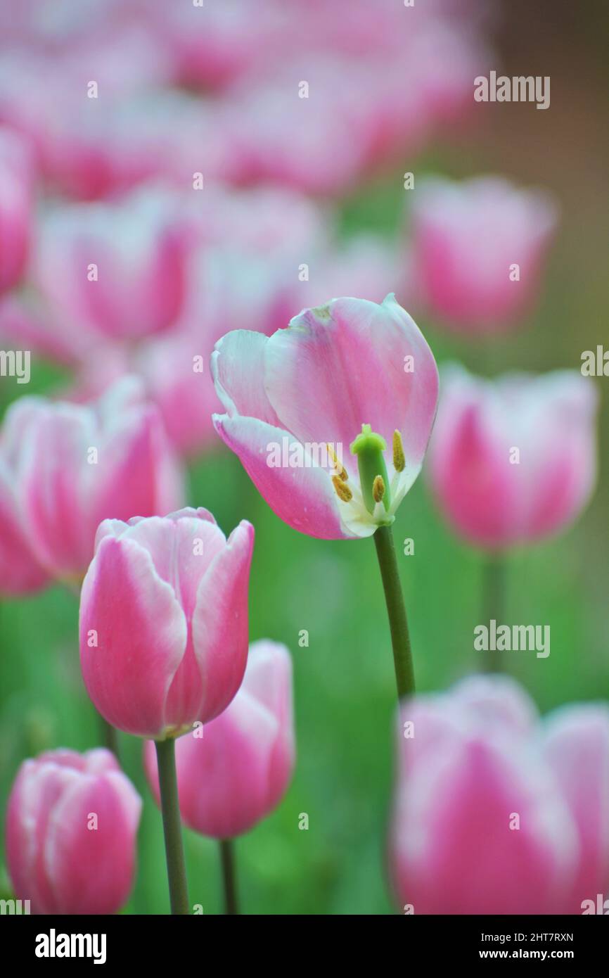 Tulip flower photography in Bangladesh Stock Photo Alamy