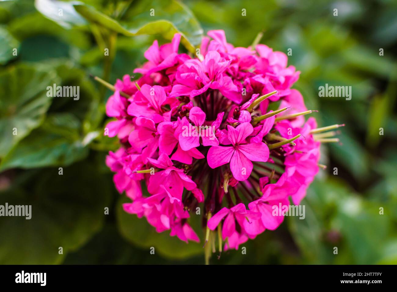 Closeup shot of blooming pink garden phlox flowers Stock Photo - Alamy