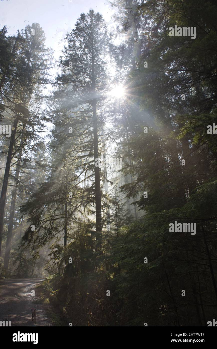 Vertical shot of a mysterious forest with the sun shining through the ...