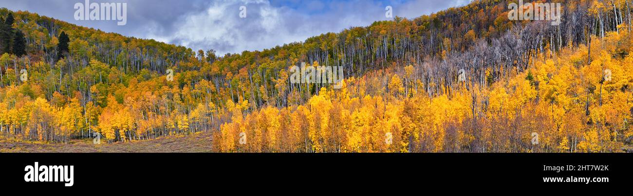 Daniels Summit autumn quaking aspen leaves by Strawberry Reservoir in ...