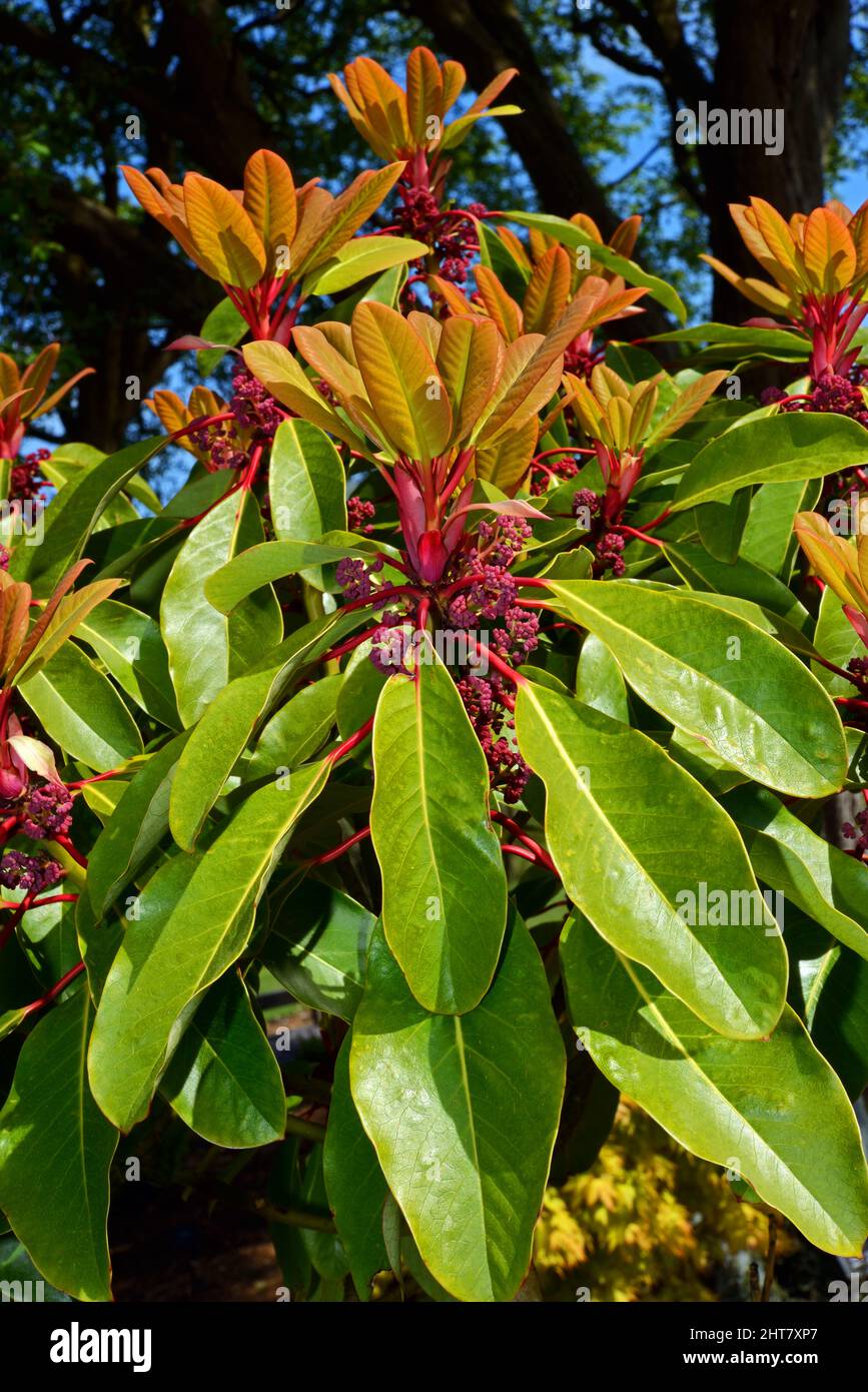Daphniphyllum macropodum is a shrub found in China, Japan and Korea where it grows in woodland. Stock Photo